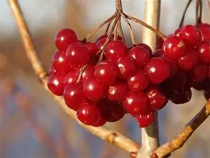 Польза калины для женщин
