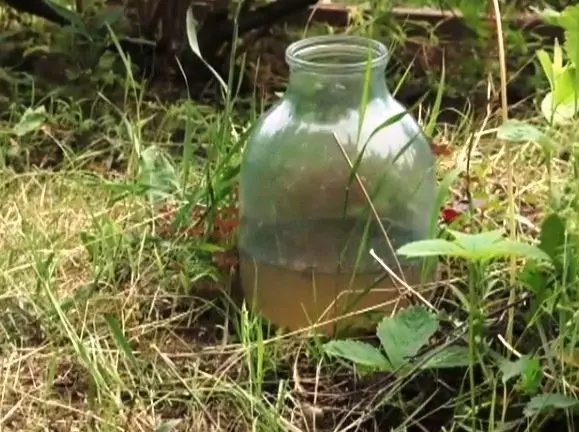 ловушка для муравьев на огороде