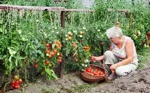 Хорошая рассада - богатый урожай