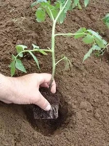 Рассада томатов в домашних условиях