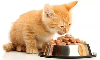 Какой корм для кошек самый лучший по мнению ветеринаров