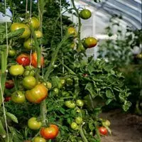 Почему скручиваются листья у томатов в теплице, что делать