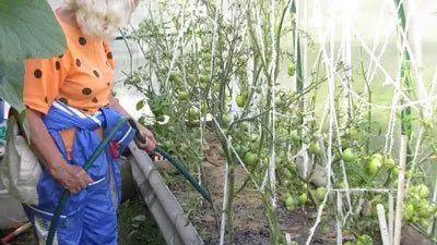 Чем подкормить помидоры во время цветения и плодоношения в теплице