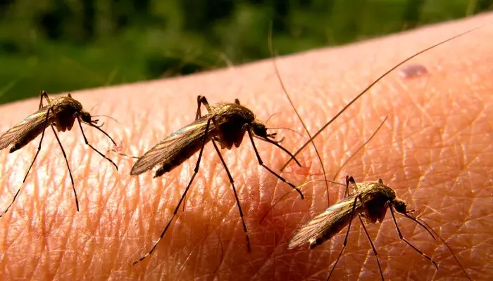 Малоизвестные советы бабушек: как спастись от комаров